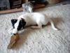 Jack-Russell-Terrier Hund