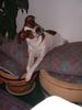 Jack-Russell-Terrier Foto: Was ist denn das?? (ID 10095) Jack-Russell-Terrier Hund
