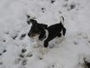 Jack-Russell-Terrier Foto: Desmo mein Liebling (ID 12020) Jack-Russell-Terrier Hund