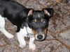 Jack-Russell-Terrier Foto: Desmo mein Liebling (ID 12021) Jack-Russell-Terrier Hund