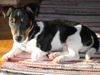 Jack-Russell-Terrier Foto: Desmo geb. 27.7.2003 (ID 12022) Jack-Russell-Terrier Hund