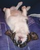 Jack-Russell-Terrier Foto: Lilly mit 9 Wochen (ID 25360) Jack-Russell-Terrier Hund