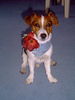 Jack-Russell-Terrier Foto: unser kleiner Liebling jacky 3Jahre alt (ID 29783) Jack-Russell-Terrier Hund