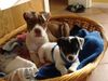 Jack-Russell-Terrier Foto: Scrat (jacki) und Nicki (bulldoge) (ID 38423) Jack-Russell-Terrier Hund