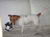 Jack-Russell-Terrier Hund