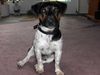 Jack-Russell-Terrier Foto: Tequilla, 5 Jahre (ID 25545) Jack-Russell-Terrier Hund