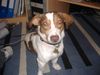 Jack-Russell-Terrier Hund