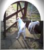 Jack-Russell-Terrier Foto: Noble Knights Almira und Almond (ID 28751) Jack-Russell-Terrier Hund