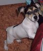 Jack-Russell-Terrier Foto: Terry (ID 26747) Jack-Russell-Terrier Hund