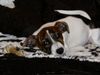 Jack-Russell-Terrier Foto: Goofy aus Hamburg (ID 19256) Jack-Russell-Terrier Hund