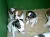 Jack-Russell-Terrier Foto: meine kleinen racker (ID 8472) Jack-Russell-Terrier Hund