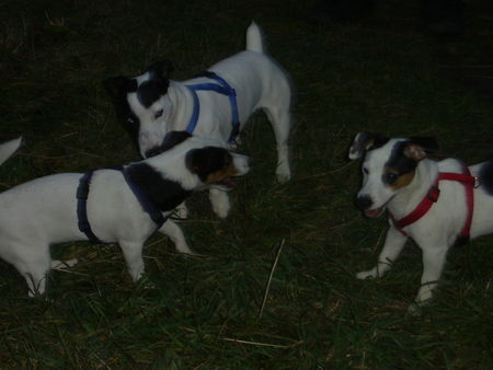 Jack-Russell-Terrier Hunde Foto 35481 Jack-Russell-Terrier unsere Cocki mit Papa Starski (der hat sein Töchterchen noch richtig lieb ;-) und Schwester Alexis am 19.11.2006