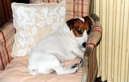 Jack-Russell-Terrier Hunde Foto 709 Jack-Russell-Terrier
