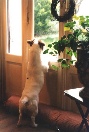 Jack-Russell-Terrier Hunde Foto 711 Jack-Russell-Terrier