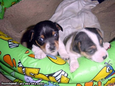 Jack-Russell-Terrier Hunde Foto 5537 Jack-Russell-Terrier Russelbande Asterix und Anton