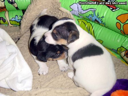Jack-Russell-Terrier Hunde Foto 5536 Jack-Russell-Terrier Russelbande Asterix und Anton