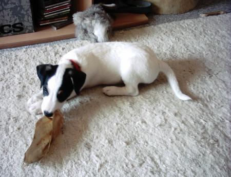 Jack-Russell-Terrier Sam