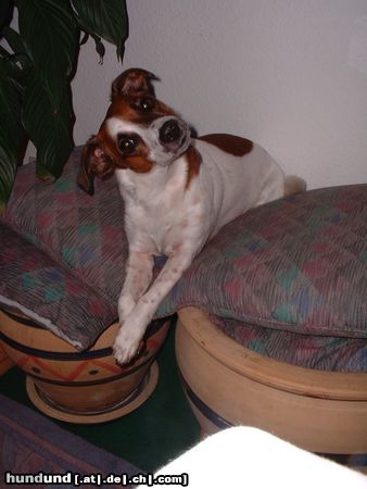 Jack-Russell-Terrier Hunde Foto 10095 Jack-Russell-Terrier Was ist denn das??