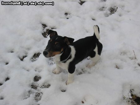 Jack-Russell-Terrier Hunde Foto 12020 Jack-Russell-Terrier Desmo mein Liebling