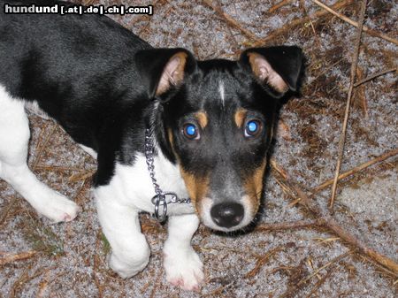 Jack-Russell-Terrier Hunde Foto 12021 Jack-Russell-Terrier Desmo mein Liebling