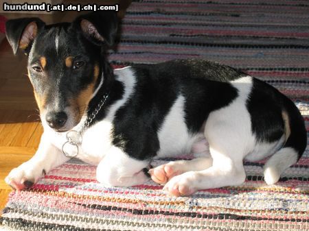 Jack-Russell-Terrier Hunde Foto 12022 Jack-Russell-Terrier Desmo geb. 27.7.2003
