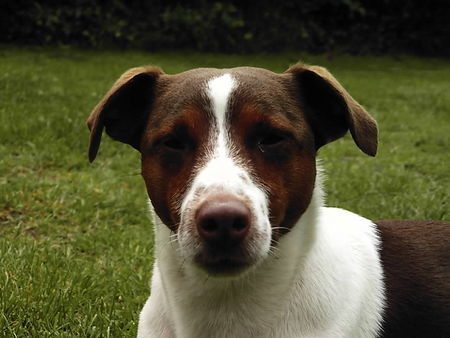 Jack-Russell-Terrier Schau mir in die Augen Kleine