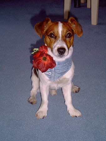 Jack-Russell-Terrier Hunde Foto 29783 in höherer Auflösung ansehen Jack-Russell-Terrier unser kleiner Liebling jacky 3Jahre alt