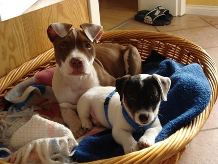 Jack-Russell-Terrier Hunde Foto 38423 in höherer Auflösung ansehen Jack-Russell-Terrier Scrat (jacki) und Nicki (bulldoge)