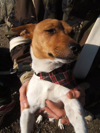 Jack-Russell-Terrier Hunde Foto 29232 Jack-Russell-Terrier hä i bine