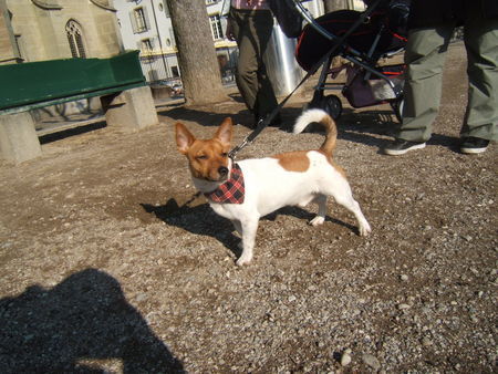 Jack-Russell-Terrier Hunde Foto 29275 Jack-Russell-Terrier i bi ä bärner