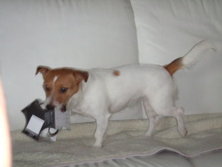 Jack-Russell-Terrier unsrer shiva