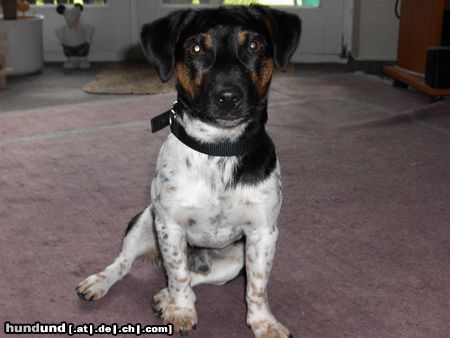 Jack-Russell-Terrier Hunde Foto 25545 in höherer Auflösung ansehen Jack-Russell-Terrier Tequilla, 5 Jahre