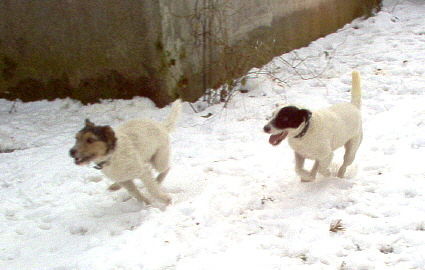 Jack-Russell-Terrier Hunde Foto 28024 in höherer Auflösung ansehen Jack-Russell-Terrier vater NK Bellamy und sohn NK Buddy in schnee action