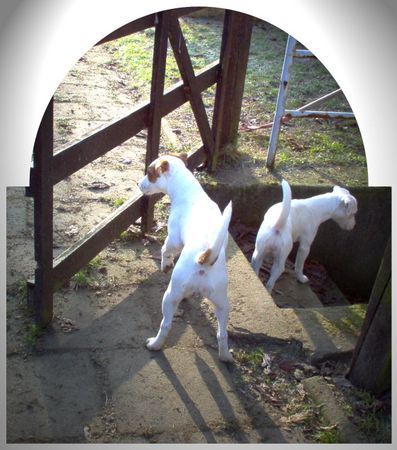 Jack-Russell-Terrier Hunde Foto 28751 in höherer Auflösung ansehen Jack-Russell-Terrier Noble Knights Almira und Almond
