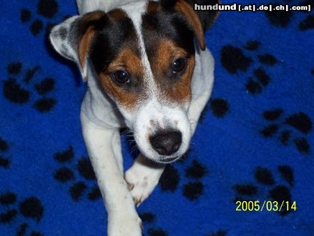 Jack-Russell-Terrier Hunde Foto 19688 Jack-Russell-Terrier