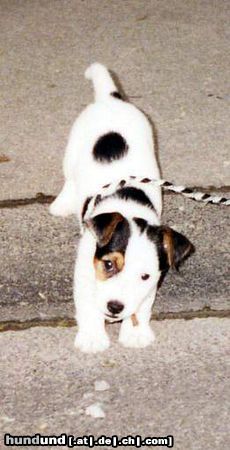 Jack-Russell-Terrier Hunde Foto 12763 Jack-Russell-Terrier Spike mit 15 Wochen am Bordstein, ein sehr großes Hinderniss für Ihn :-)