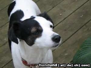 Jack-Russell-Terrier Hunde Foto 21182 in höherer Auflösung ansehen Jack-Russell-Terrier