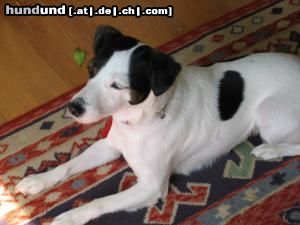 Jack-Russell-Terrier Hunde Foto 21183 in höherer Auflösung ansehen Jack-Russell-Terrier