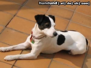 Jack-Russell-Terrier Hunde Foto 21184 in höherer Auflösung ansehen Jack-Russell-Terrier