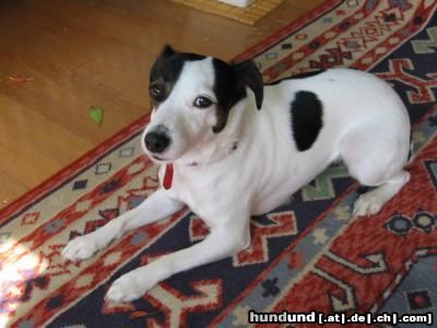 Jack-Russell-Terrier Hunde Foto 21185 in höherer Auflösung ansehen Jack-Russell-Terrier