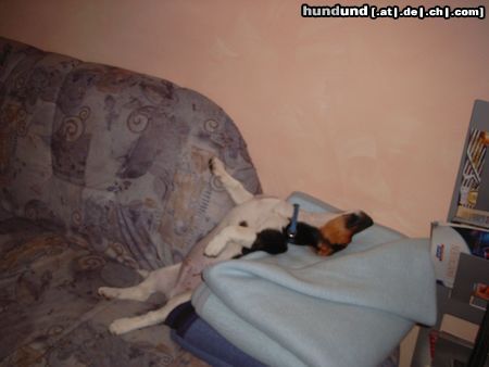 Jack-Russell-Terrier Hunde Foto 22230 in höherer Auflösung ansehen Jack-Russell-Terrier