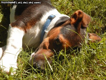 Jack-Russell-Terrier Hunde Foto 22339 in höherer Auflösung ansehen Jack-Russell-Terrier
