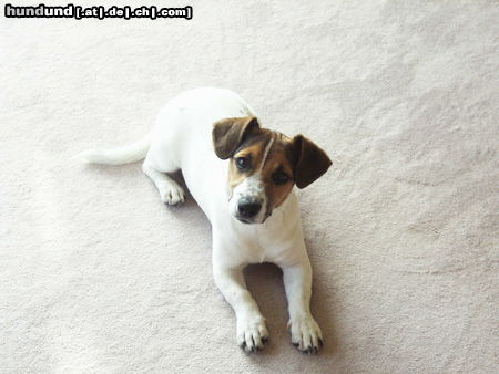Jack-Russell-Terrier Hunde Foto 24385 Jack-Russell-Terrier mein süsser Tommy