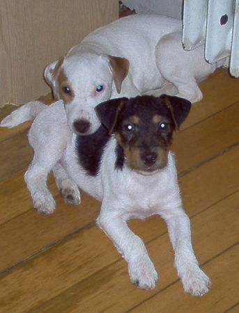 Jack-Russell-Terrier Hunde Foto 27262 in höherer Auflösung ansehen Jack-Russell-Terrier sweet little Ban-Blair