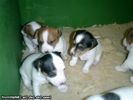 Jack-Russell-Terrier Hunde Foto 8472 Jack-Russell-Terrier meine kleinen racker