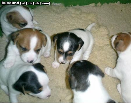 Jack-Russell-Terrier Hunde Foto 8473 Jack-Russell-Terrier und nochmal 3w & 3m