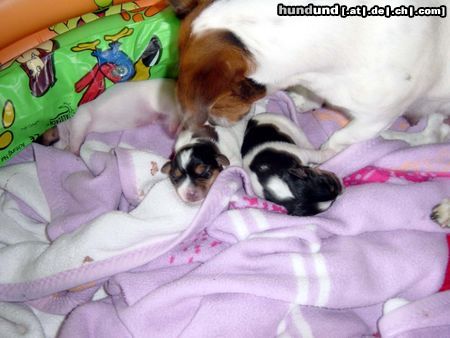 Jack-Russell-Terrier Hundewelpen