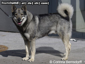 Jämthund Hunde Foto 46902 in höherer Auflösung ansehen Jämthund fotografiert auf der Welthundeausstellung 2012 in Salzburg