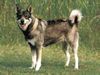 Jämthund Foto (ID 1110) Jämthund Hund