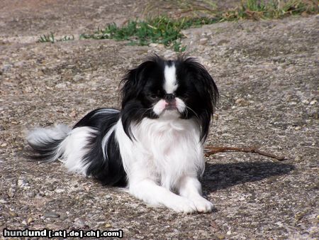 Japan Chin Hunde Foto 23061 in höherer Auflösung ansehen Japan Chin Amai von Hohenlohe Besitzerin:Silvie D`Elicio